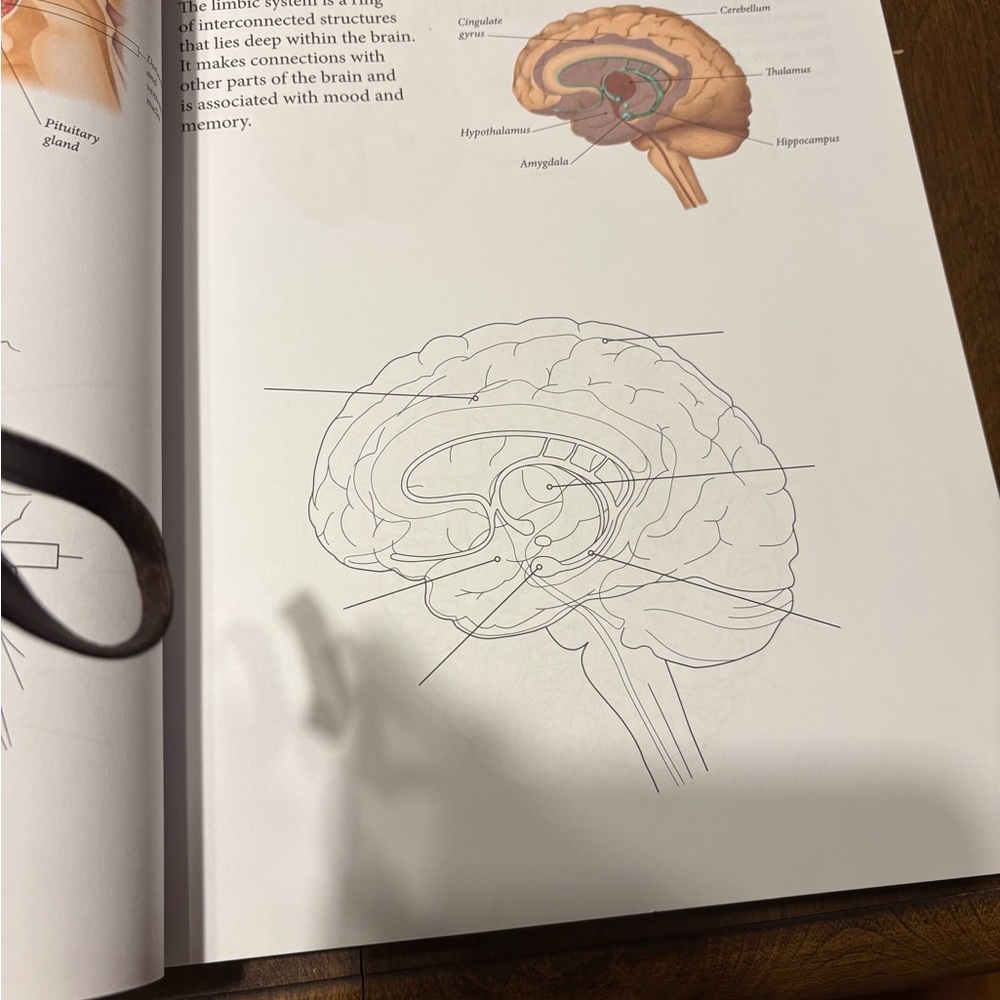 Human Body Coloring Book - Picture 6 of 15